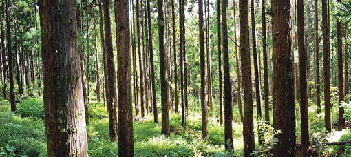 Progetti Cesvitem: una foresta che continua a crescere