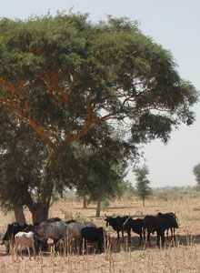Centro formazione agricola Gouyou
